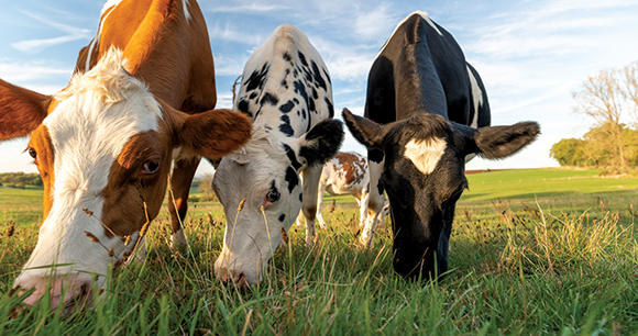 Three cows graze on green grass on an open pasture.