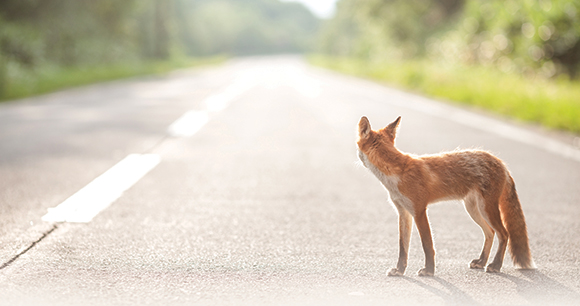 A wild fox stands on a road. 