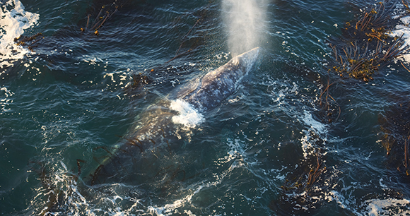 A gray whale takes a breath in the open ocean. 