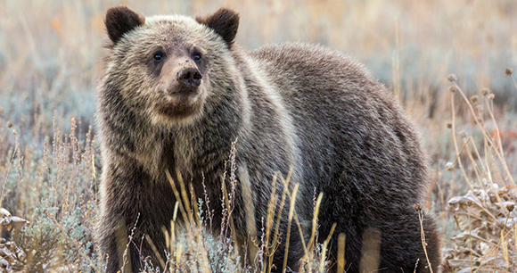 Wild grizzly bear in the Greater Yellowstone Ecosystem.