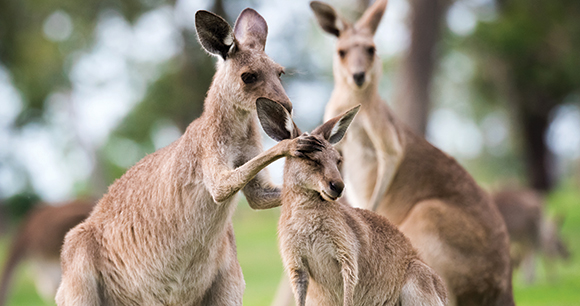 A mother kangaroo grooms her joey.