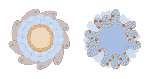 Illustration of a cardiac (left) and intestinal (right) organoid.