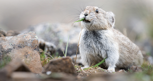 An American pika chews on vegetation.
