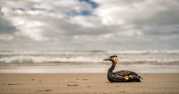 A seabird victim of an offshore oil spill.