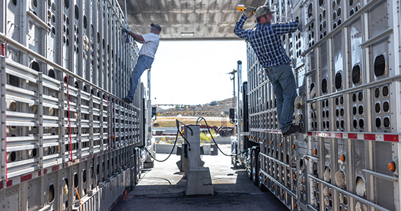 The drivers of two trucks transporting lambs use electric livestock prodders to force the lambs inside the trailers to stand up.