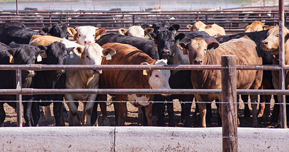 cattle feedlot