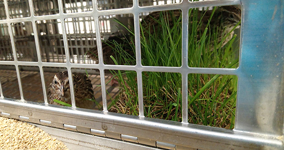 laboratory quail with grass enrichment