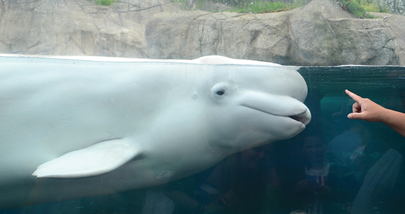 beluga - photo by caelumcrow