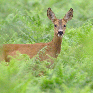 Deer