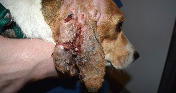 Envigo beagle ear - photo by Moffitt Report, US v Envigo
