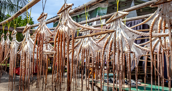 bodies of dead octopuses hang drying