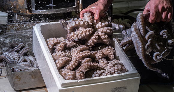 A worker at a processing plant, processes octopus to make it ready for sale.
