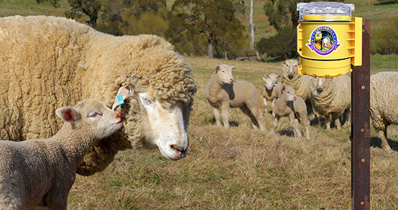 sheep with foxlight - photo by Suzanne Stone