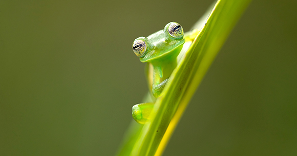 glass frog - photo by Milan Zygmunt