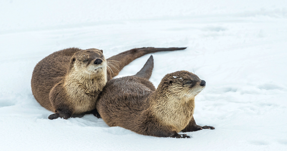 sea otter tracks