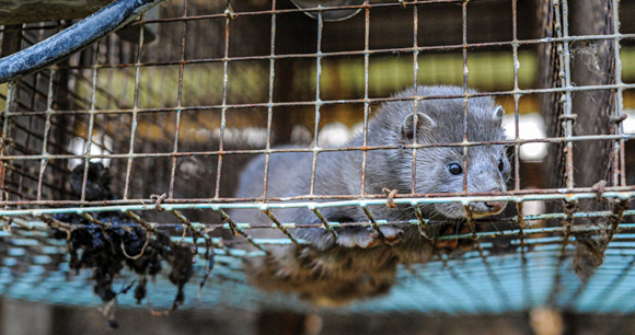 A Call to Phase Out Mink Farms | Animal Welfare Institute