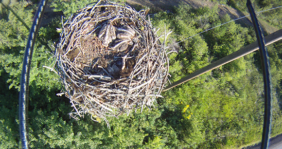osprey nest - photo by James Junda