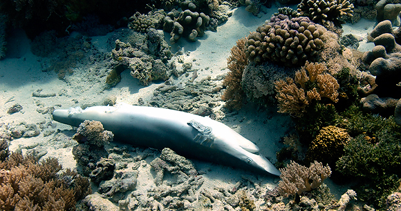 shark finning process