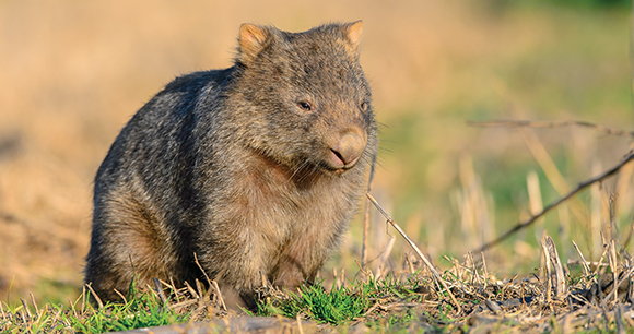 wombat - photo by Trevor Scouten