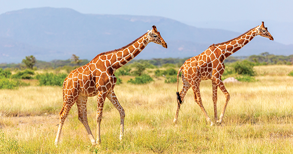 giraffe - photo by Eugen Haag