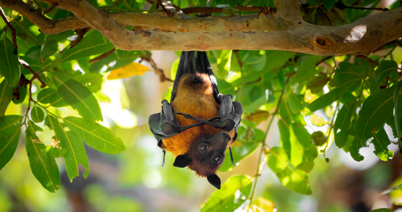 large flying fox