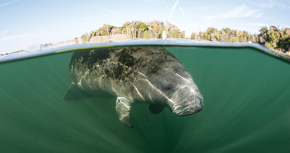 manatee - photo by Ethan Daniels