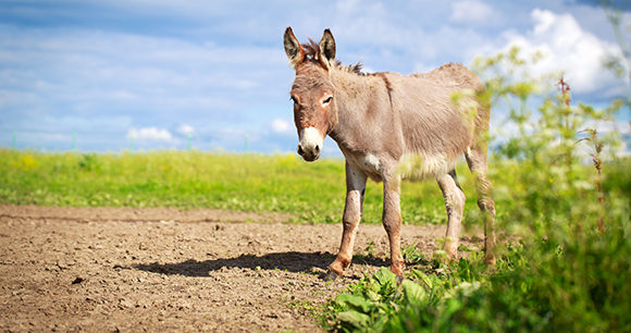 Donkeys - Farm Animals Facts & News