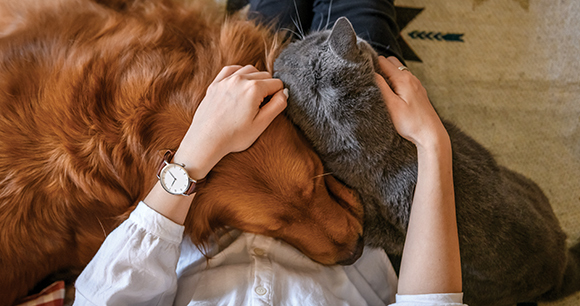 dog and cat sleeping - photo by Chendongshan