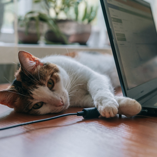 cat laying comfortably on desk