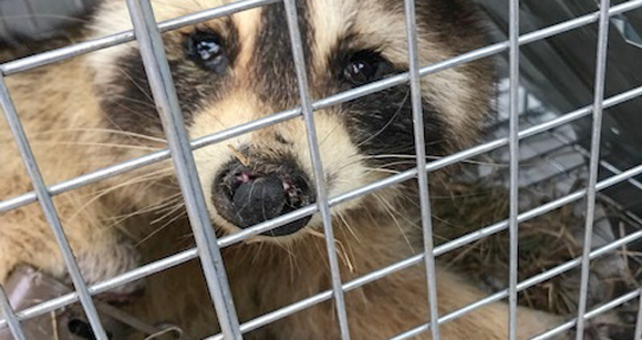 photo of trapped raccoon