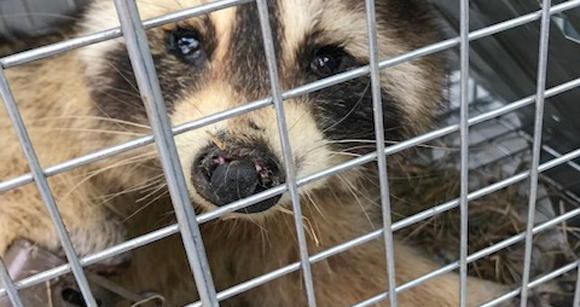 Soup Can Dog Proof Raccoon Trap