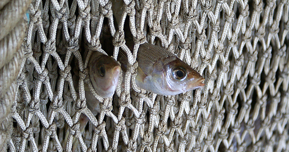 Trawl net fish - Photo by AWI