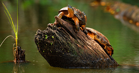 Black river turtles