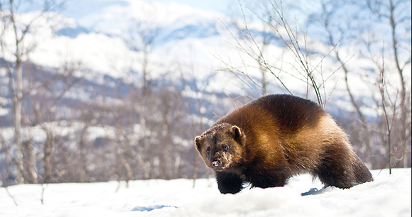 wolverine - photo by Michiel Van Nimwegen