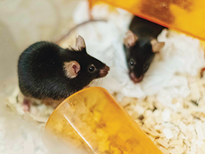 two lab mice