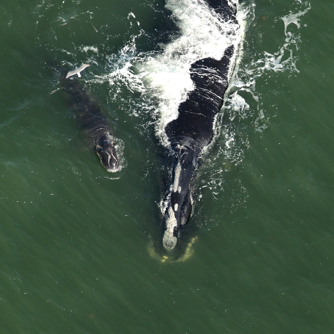Black Heart and calf