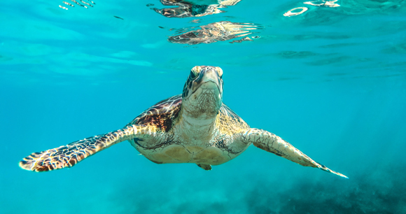 What You Can Do for Marine Life | Animal Welfare Institute