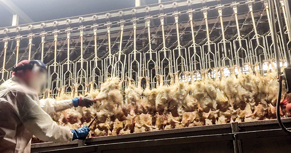 Abbyland Foods Abbotsford WI Inhumane Animal Handling USDA FSIS PDF, PDF, Animal Slaughter