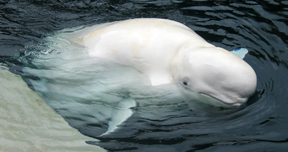 Beluga Whales Suffer From Domestic Cat Disease - The Dodo