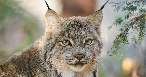 Canada lynx may need a climate refuge to survive •