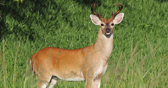 Protection of Long Island deer - Photo by Kenneth Cole Schneider