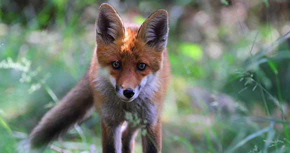 norwegian forest cat chasing fox