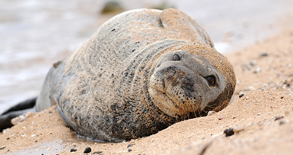 Protection of marine mammals - Photo by Minette