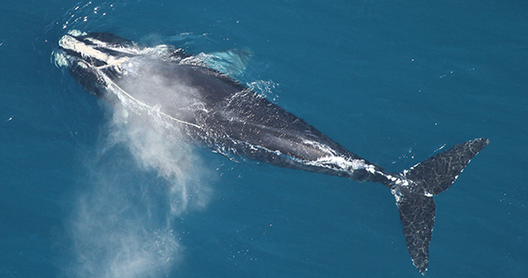 Protection of Marine Mammals - Photo by Florida Fish and Wildlife Conservation Commission Protection of Marine Mammals - Photo by Florida Fish and Wildlife Conservation Commission