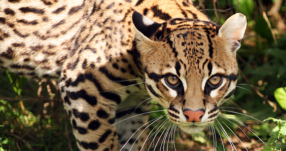 Protection of Ocelots | Animal Welfare Institute