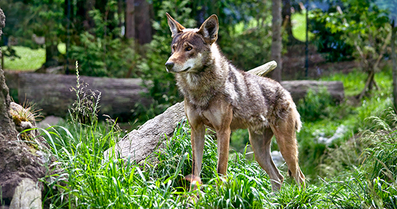 red wolves