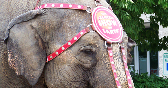 Ringling elephant - Photo by Dustin Oliver