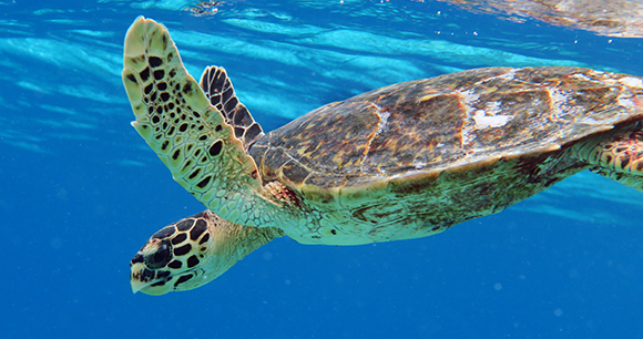 Protection of sea turtles - Photo by Doug Finney Protection of sea turtles - Photo by Doug Finney