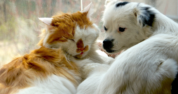 Please Ask Your Representative to Protect Beloved Companion Animals from Sale to Laboratories - Photo from flickr Choubb Please Ask Your Representative to Protect Beloved Companion Animals from Sale to Laboratories - Photo from flickr Choubb