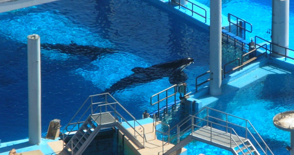 Photo of Tilikum, by Naomi Rose Photo of Tilikum, by Naomi Rose